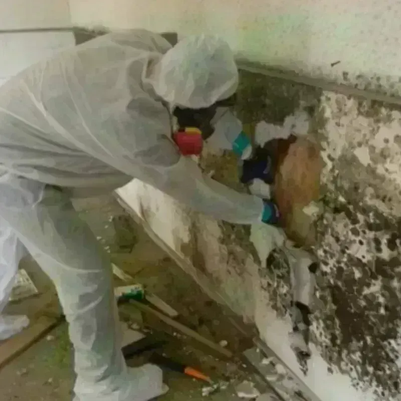 Mold Remediation and Removal in Newell, WV